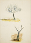 TITLE: Young olives, Tunisia
ARTIST: John Pine Snadden
MEDIUM/SUPPORT: Watercolour 
DIMENSIONS: 351 x 252mm