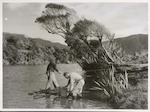 Title
Whitebaiting, Big Bay

Publicity Caption
Fishing operations are carried out one mile from the mouth of the Awarua River and from there it is rowed down or brought across on a raft made of flax sticks, thence on the boys' shoulders across the sandhills to the waiting planes. This picture shows David ferrying across tins of whitebait for Eric to carry to the plane.

Photographer
Mr. Bigwood