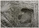 Title
Notornis Expedition

Publicity Caption
To give shelter, the notornis (takahe) pulls the snow grass over the top of its nest to form a loose thatch in the shape of a tunnel which keeps the nest dry in all weather. A black and white photograph does not do the bird justice, for it has a richly coloured plumage. The beak is not uniformly coloured; at the base and on the frontal shield it is scarlet and the rest is wax-pink, deepening at the tip. Head, neck and underparts are indigo, which becomes peacock blue on the shoulders, merging into a bright sage-green on the mantle. The rump and tail are a tawny olive with a white tuft under the tail. Feet and legs are rose-coloured. Eyes are reddish-brown.

Photographer
E.P. Christensen
