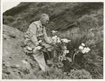 Title
New Zealand Flora

Publicity Caption
Dr. Alfred M. Bailey, Director of the Denver Museum, Colorado, U.S.A., is spending 5 weeks in N.Z. photographing the scenery and animal life of the country. Here, he is photographing the Mt. Cook Lily (Ranunculi) at the entrance to the Homer Tunnel, where he found it growing profusely.

Photographer
K.V. Bigwood.