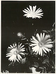 Title
Flora

Publicity Caption
Mountain Daisies, Mt Cook, National Park.

Photographer
Robin Gay.