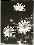 Title
Flora

Publicity Caption
Mountain Daisies, Mt Cook. National Park.

Photographer
Robin Gay.