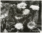 Title
Flora

Publicity Caption
Mountain Daisies, Mt Cook. National Park.

Photographer
Robin Gay.