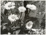 Title
Flora

Publicity Caption
Mountain Daisies, Mt Cook. National Park.

Photographer
Robin Gay.