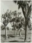 Title
Flora

Publicity Caption
Cabbage trees on the farm. Typical New Zealand setting on "Westoe", property of A.P. Howard, Marton District, during Spring ploughing.

Photographer
E. Woollett.