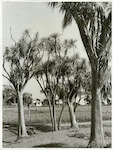 Title
Flora

Publicity Caption
Cabbage trees on the farm. Typical New Zealand setting on "Westoe", property of A.P. Howard, Marton District, during Spring ploughing.

Photographer
E. Woollett.