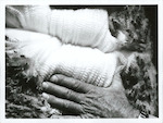 Title:
Agriculture - Sheep - Wool

Publicity Caption:
Wool of the Corriedale sheep on the farm of the Estate of James Reid, Darfield, Canterbury.

Photographer:
Mr Neill.