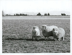 Title:
Agriculture - Sheep

Publicity Caption:
Corriedale sheep on the farm of the Estate of James Reid, Darfield, Christchurch.

Photographer:
Mr Neill.