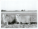 Title:
Agriculture - Sheep

Publicity Caption:
Romney sheep on the farm of the Estate of James Reid.  Darfield, Christchurch.
Photographer:
Mr Neill.