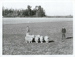 Title:
Agriculture - Sheep

Publicity Caption:
Corriedale sheep on the farm of the Estate of James Reid, Darfield, Christchurch.

Photographer:
Neill.