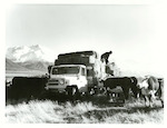Title:
Agriculture - Cattle

Publicity Caption:
Braemar Station, Lake Pukaki: feeding out hay to Hereford and Angus cross cattle.

Photographer:
W. Neill
