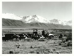 Title:
Agriculture - Cattle

Publicity Caption:
Braemar Station, Lake Pukaki, feeding out stock. Hereford and Angus cross. Canterbury Province 

Photographer:
W. Neill