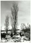 Title:
Agriculture - Cattle

Publicity Caption:
Hereford Angus cross at Mt Hay Station, Lake Tekapo.

Photographer:
W. Neill