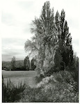 Title:
Otago - Clutha River

Publicity Caption:
Autumn scene on the bank of the Clutha River near Albert Town, Otago.

Photographer:
R. Anderson.