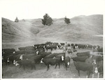 Title:
Agriculture - Cattle

Publicity Caption:
Mr. T. Collier, Maori drover (with Department of Maori Affairs) with Angus-Hereford Cross Cattle at Tumunui South. Rotorua.

Photographer:
G. Riethmaier