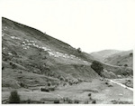 Title:
Agriculture - Sheep - Mustering

Publicity Caption:
Mr. John Glendinning mustering sheep perendales on his property - Brown Hills Station, Martinborough district, Wellington Province 

Photographer:
R. Anderson