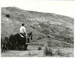 Title:
Agriculture - Sheep - Mustering

Publicity Caption:
Mr. John Glendinning mustering sheep (perendales) on his property - Brown Hills Station, Martinborough district, Wellington Province 

Photographer:
R. Anderson