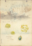 TITLE: [Ruin] Hill Crete/grass seeds of the burr type
ARTIST: John Pine Snadden
MEDIUM/SUPPORT: Colour/pencil 
DIMENSIONS: 128 x 180mm