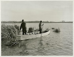 Title: Commercial Eeling, Lake Ellesmere  Publicity Caption: W. Cunningham and F. Vince appearing amongst the raupo.  June 1948  Photographer : Mr. Bigwood