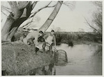 Title: Commercial Eeling, Lake Ellesmere  Publicity Caption: In sluggish backwaters wire traps appropriately baited are left down overnight.  Eels enter the trap by wide-mouthed tapering tunnel.  Picture shows Mr. W. Cunningham and D. Vince lifting a trap containing eels in the early morning.  June 1948  Photographer : Mr. Bigwood