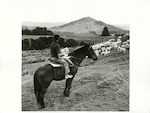 Title:  
AGRICULTURE - Sheep - Husbandry

Publicity Caption:
Mr John Glendinning mustering perendale sheep on his property - Brown Hill Station; Martinborough district, Wellington Province.

Photographer:
R. Anderson