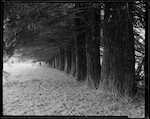 Caption: Shelter belt of Californian Redwoods planted 1930. King Country. 
Classification: 26 Farm Forestry Farm Shelter. Species: Redwood.
Photographer: J.H. Johns 
Date: 1954