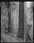 Caption: Large Totara in Hauhungaroa Block IC, King Country. 
Classification: Species: Totara 
Photographer: J.H. Johns 
Date: 1954