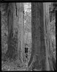 Caption: Large Totara in Hauhungaroa Block IC, King Country. 
Classification: Species: Totara 
Photographer: J.H. Johns 
Date: 1954
