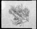 Caption: Foliage and fruit of Matai (Podocarpus spicatus). Speciman [Specimen] from King Country. 
Classification: Species: Matai. Fruit, Bark, & Foliage.
Photographer: J.H. Johns
Date: 1956