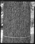 Caption: Macedonian pine (pinus excelsa): bark study. Marsden Estate, Nelson. 
Classification: Species: Pine - Other. Fruit, Bark, & Foliage.
Photographer: J.H. Johns
Date: 1956