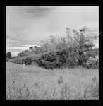 Caption: Example of how a radiata shelter belt should not be left after being trimmed. 
Classification: 26 Farm Forestry. Bad practice.
Photographer: J.H. Johns
Date: 1956